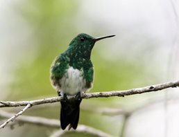 Snowy-bellied-Hummingbird-(2)