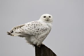Owl,-Snowy-(1)_1