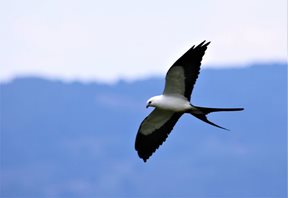Swallow-tailed-Kite-(3)