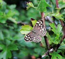 Speckled-wood