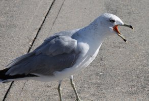 Ringbilled-gull