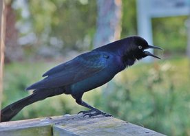 Boat-tailed-grackle-(2)