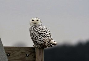 Owl,-Snowy-(2)