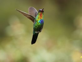 Fiery-throated-Hummingbird-(3)
