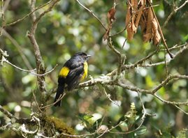 Black-and-yellow-Silky-flycatcher