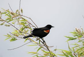 Blackbird-,Red-winged