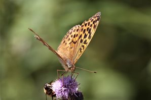 Silver-washed-Fritilliary