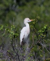Cattle-egret-(19)