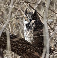 Owl,-Great-horned-(2)
