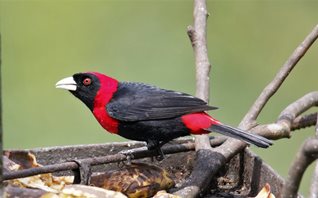 Crimson-collared-tanager
