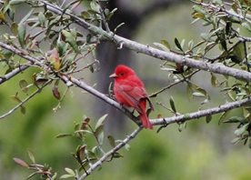 Summer-tanager-(1)