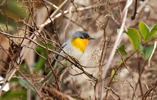 Flame-throated-warbler