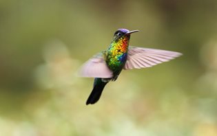 Fiery-throated-Hummingbird-(2)