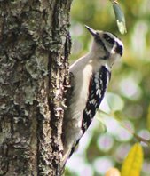 Downy-woodpecker-(2)