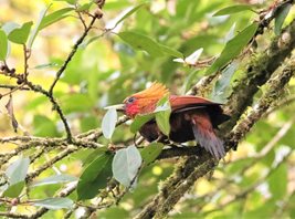 Chestnut-colored-Woodpecker