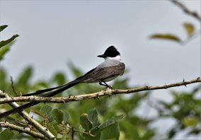 Fork-tailed-Flycatcher-(1)