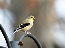 Goldfinch,American_1