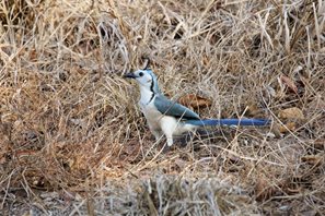 White-throated-Magpie-jay