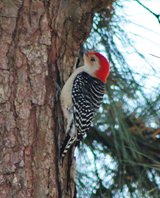 Redbellied-woodpecker-(1)