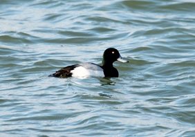 Scaup-(4)