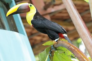 Black-mandibled-Toucan