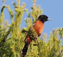 Orchard-oriole-(4)