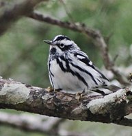 Black-and-white-warbler-(13)