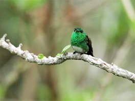 Snowy-bellied-Hummingbird-(1)