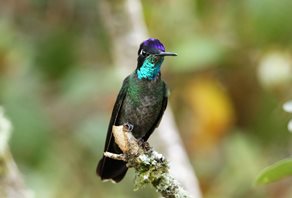 Talamanca-Hummingbird