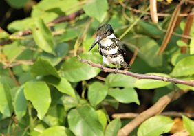 Green-Kingfisher