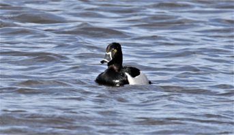 Ring-necked-Duck-(3)