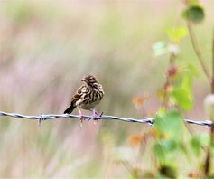 Meadow-Pipit