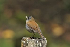 Black-billed-nightingale-Thrush