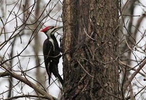 Woodpecker,-Pileated