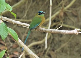 Blue-crowned-Motmot-(2)