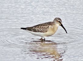 Curlew Sandpiper