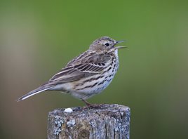 Pipit,-Meadow,
