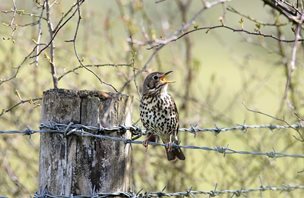 Song-Thrush_1