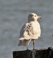 Glaucous-Gull-(1)