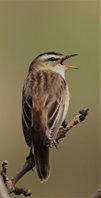 Sedge Warbler