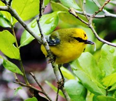 Bluewinged-warbler-(38)