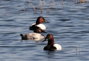 Canvasback-(1)_1