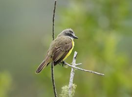 Grey-capped-Flycatcher