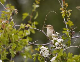 Sedge warbler