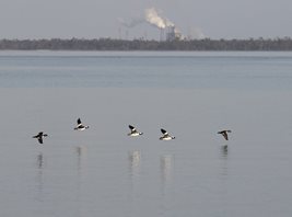 Bufflehead-(3)