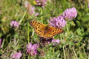 DarkGreen fritillary