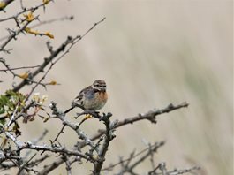 Stonechat,