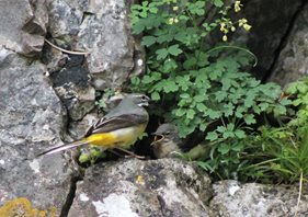 Grey wagtail