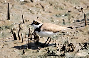 Plover,-Little-ringed