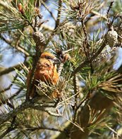 Crossbill